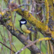 Mésange charbonnière mâle en Haute-Savoie